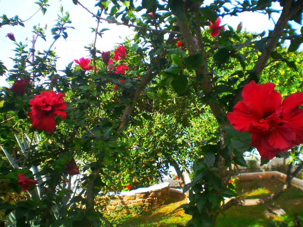 Paros Rita Studios Piso Livadi Chambre photo